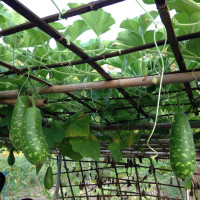 hanging gourds