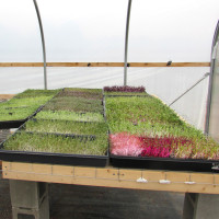 microgreens