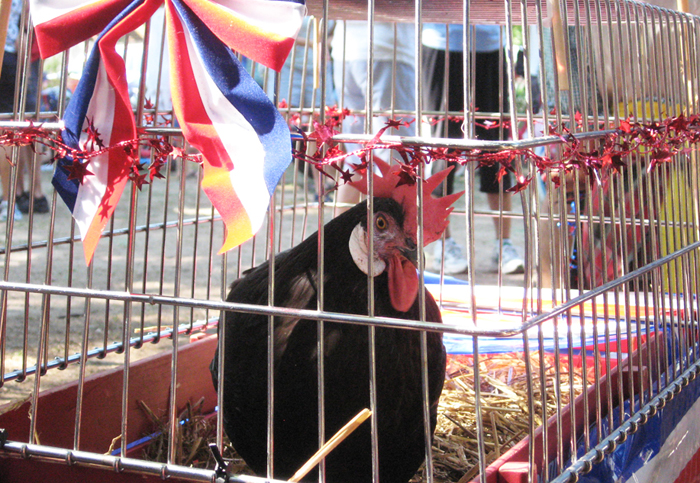 rooster