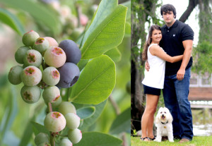 southern belle blueberries