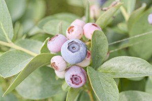 Blueberries