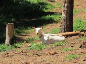 Caromont-goat-in-sun