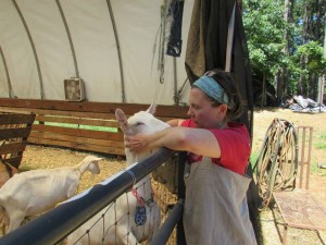 Caromont-goat-scratched-by-gail