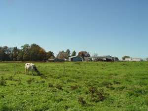 Lindale-pasture&farm