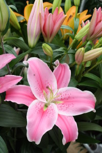 Sarah&MichaelsFarm-lilies