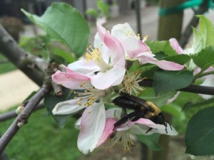 mcritchie-apple-blossoms-from-web