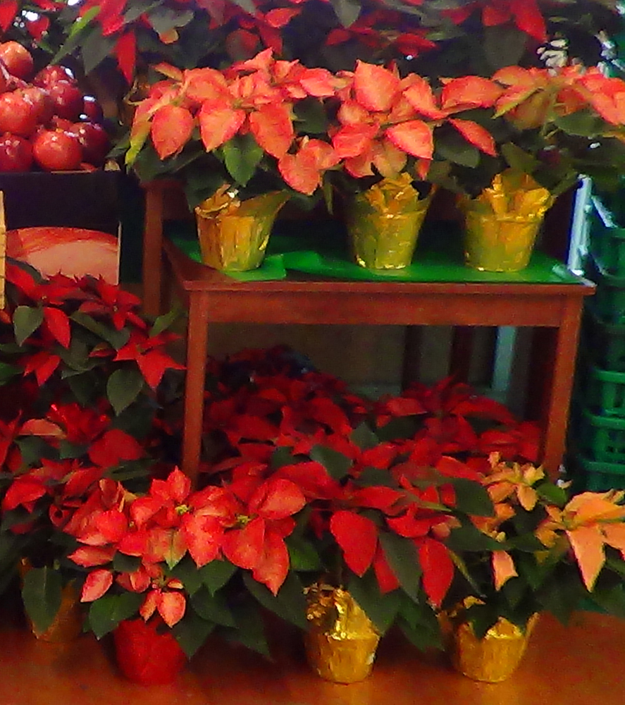 poinsettia display