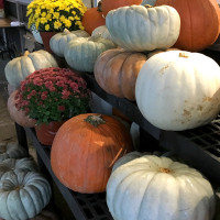 pumpkins