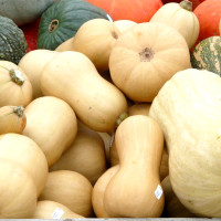 winter-squashes