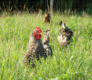 StoneyMountainFarm-chickens