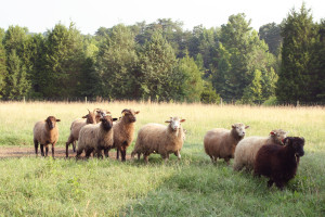 StoneyMountainFarm-sheep