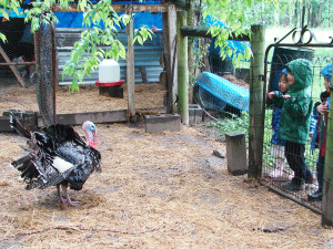 ecofarm-farmtour-turkey