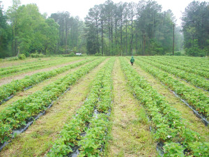 ecofarm-strawberry-rows