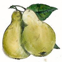 pear-drawing