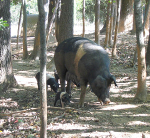 hog-with-piglets