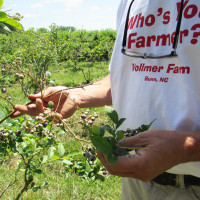 vollmer-blueberry-bush