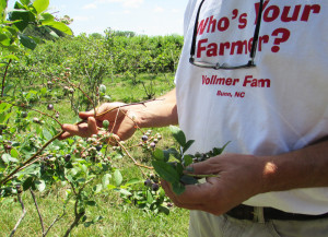vollmer-blueberry-bush-hands