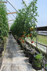 vollmer-greenhouse-tomatoes