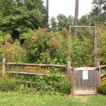 The pollinator garden.
