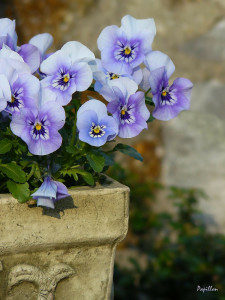 planter-pansy-public-domain