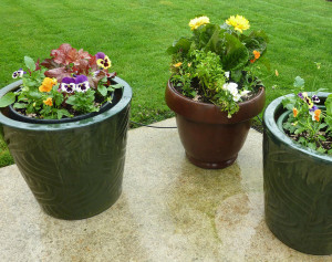 planter-pots-public-domain