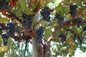 LaRiojana-grape-clusters
