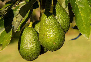 avocado-in-tree-pixabay