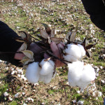 TS Designs cotton harvest tour