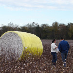 TS Designs cotton harvest tour