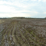 TS Designs cotton harvest tour