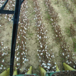 TS Designs cotton harvest tour