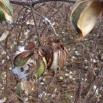 TS Designs cotton harvest tour