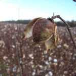 TS Designs cotton harvest tour