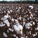 TS Designs cotton harvest tour