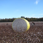 TS Designs cotton harvest tour