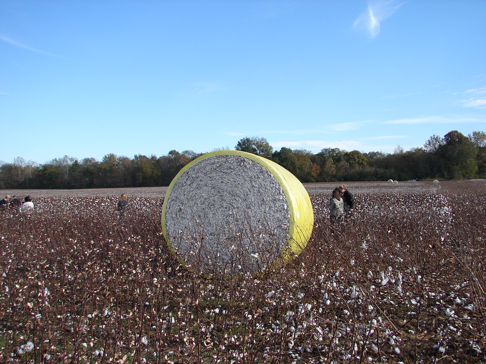 TS Designs cotton harvest tour