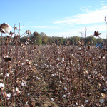 TS Designs cotton harvest tour