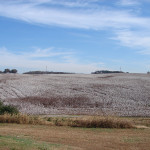 TS Designs cotton harvest tour