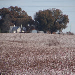 TS Designs cotton harvest tour