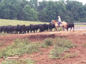 Mills Farm Herd