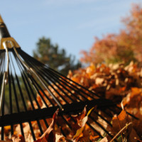 rake-and-leaves