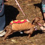 wiener dog