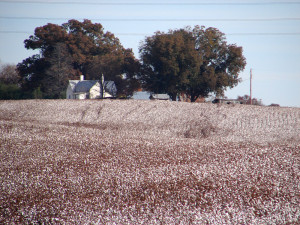 cotton field