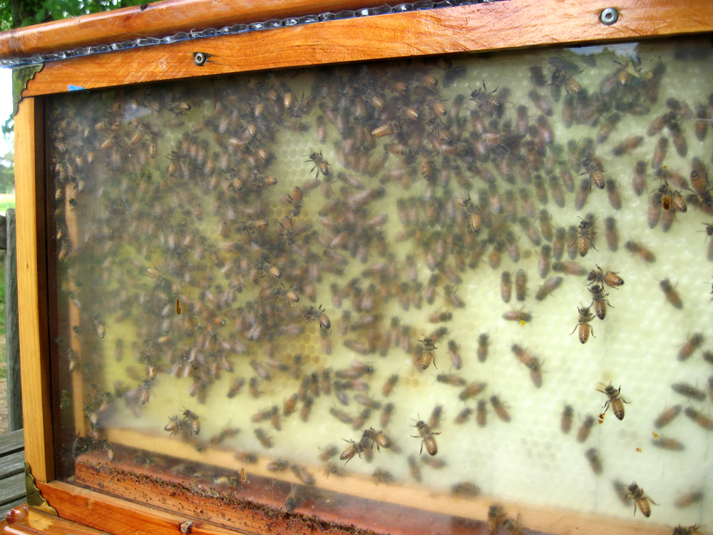 bees