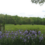 iris and cows