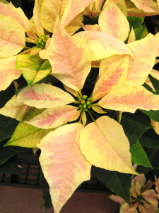 poinsettia