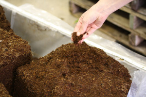coir soil