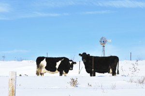 cows-snow-winter-weather-iStock