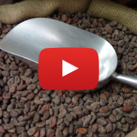 cacao beans video
