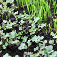 microgreens
